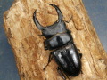 オオクワガタ（能勢）87ミリ♂♀ペア No.9254