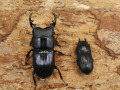 ネブトクワガタ28ミリ♂♀ペア　No.9259