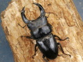 ホペイオオクワガタ72ミリ♂♀ペア No.9269