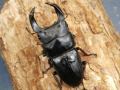 ホペイオオクワガタ70ミリ♂♀ペア No.9270