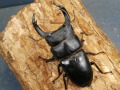 オオクワガタ（能勢）84ミリ♂♀ペア No.9272