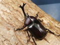 国産カブトムシ（ブリード品）1♂2♀計3頭　No.9275
