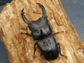 オオクワガタ（久留米）78ミリ♂♀ペア No.9279