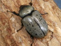 グラントシロカブト45ミリ♀単品　No.9288