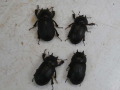 ロンボクコマルクワガタ成虫4頭　No.9314