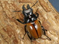ガゼラツヤクワガタ1♂2♀計3頭　No.9324