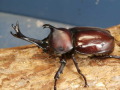 国産カブトムシ（阿古谷レッドアイ）♂♀ペア　No.9325