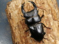 オオクワガタ（阿古谷）75ミリ♂♀ペア　No.9326