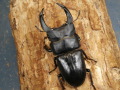 オオクワガタ（川西）79ミリ♂♀ペア No.9340