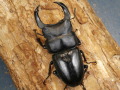 オオクワガタ（川西）78ミリ♂♀ペア No.9341
