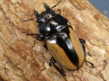 ブルマイスターツヤクワガタ53ミリ♀単品 No.9346