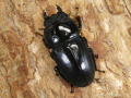 ダイオウヒラタ45～46ミリ♀単品 No.9347