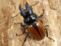 ガゼラツヤクワガタ1♂2♀計3頭　No.9354