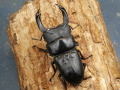 オオクワガタ（久留米）81ミリ♂♀ペア No.9372