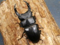 オオクワガタ（佐賀R6年）74ミリ♂♀ペア No.9376