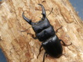 本土ヒラタ60ミリ♂♀ペア No.9379