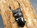 オオクワガタ（肝川）71ミリ♂♀ペア No.9554