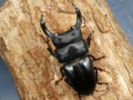 オオクワガタ（山梨産）65～67ミリ♂♀ペア No.9850