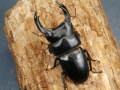 オオクワガタ（川西）76ミリ♂♀ペア No.9922