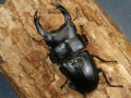 オオクワガタ（川西）75ミリ♂♀ペア No.9923
