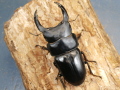 オオクワガタ（能勢）85ミリ♂♀ペア No.9932