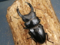 オオクワガタ（能勢）87ミリ♂♀ペア No.9933