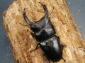 オオクワガタ（能勢）84ミリ♂♀ペア No.9939