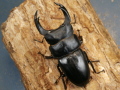 オオクワガタ（能勢）84ミリ♂♀ペア No.9940