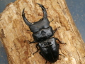 オオクワガタ（久留米）75ミリ♂♀ペア No.9943