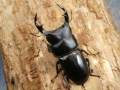 オオクワガタ（山梨）61ミリ♂♀ペア No.9953