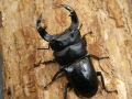ホペイオオクワガタ57ミリ♂♀ペア No.9956
