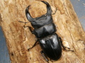 ホペイオオクワガタ75ミリ♂♀ペア No.9960