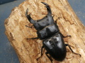 オオクワガタ（阿古谷）79ミリ♂♀ペア　No.1072