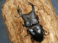 オオクワガタ（岡山）73ミリ♂♀ペア No.1076
