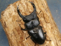 オオクワガタ（能勢）83ミリ♂♀ペア No.1082