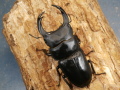 オオクワガタ（能勢）82ミリ♂♀ペア No.1084