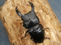 オオクワガタ（阿古谷）77ミリ♂♀ペア　No.1085