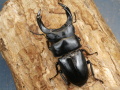 ホペイオオクワガタ72ミリ♂♀ペア No.1095