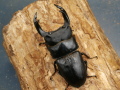 オオクワガタ（久留米）81ミリ♂♀ペア No.1108