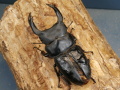 オオクワガタ（久留米）84ミリ♂♀ペア No.1109