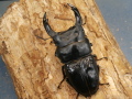 オオクワガタ（川西）79ミリ♂♀ペア No.1124