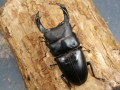 オオクワガタ（川西）80ミリ♂♀ペア No.1153