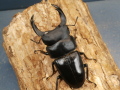 オオクワガタ（能勢）85ミリ♂♀ペア No.1190