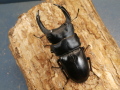 オオクワガタ（能勢）80ミリ♂♀ペア No.1206