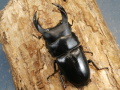 オオクワガタ（川西）75ミリ♂♀ペア No.1207