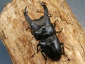 オオクワガタ（川西）75ミリ♂♀ペア No.1208