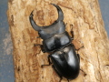 ホペイオオクワガタ76ミリ♂♀ペア No.1216