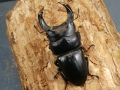 ホペイオオクワガタ72ミリ♂♀ペア No.1217