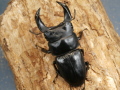 ホペイオオクワガタ71ミリ♂♀ペア No.1218