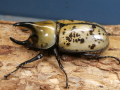 ティティウスシロカブト57ミリ♂♀ペア　No.1233